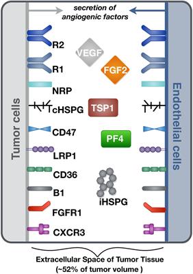 Exploring the Extracellular Regulation of the Tumor Angiogenic Interaction Network Using a Systems Biology Model